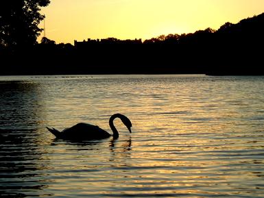 digital fine art photography, swans, sunset light